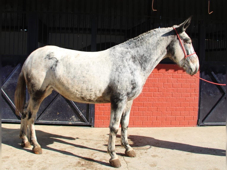 Muildier Merrie 6 Jaar 166 cm Overo-alle-kleuren in Vejer de la Frontera
