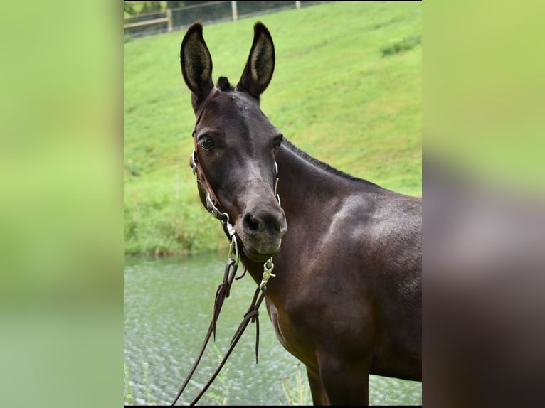Muildier Mix Merrie 6 Jaar 97 cm Donkerbruin in Fresno, Oh