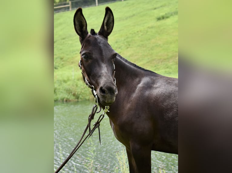 Muildier Mix Merrie 6 Jaar 97 cm Donkerbruin in Fresno, Oh