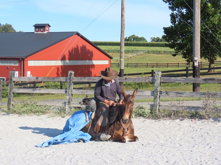 Muildier Merrie 7 Jaar 137 cm Roodbruin in Honey Brook