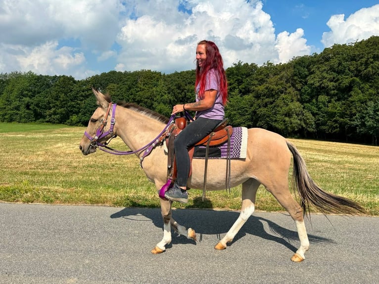 Muildier Merrie 7 Jaar 140 cm Falbe in Linkenbach