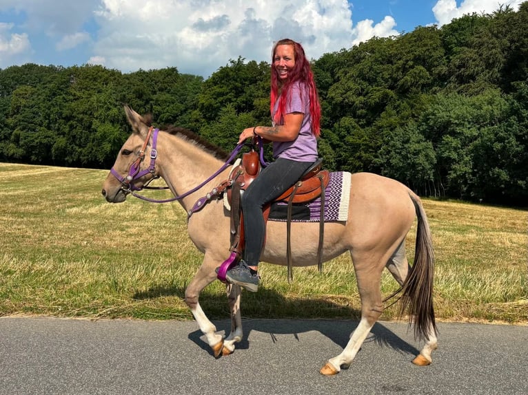 Muildier Merrie 7 Jaar 140 cm Falbe in Linkenbach