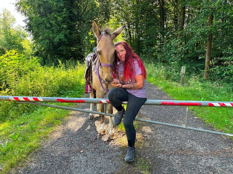 Muildier Merrie 7 Jaar 140 cm Falbe in Linkenbach