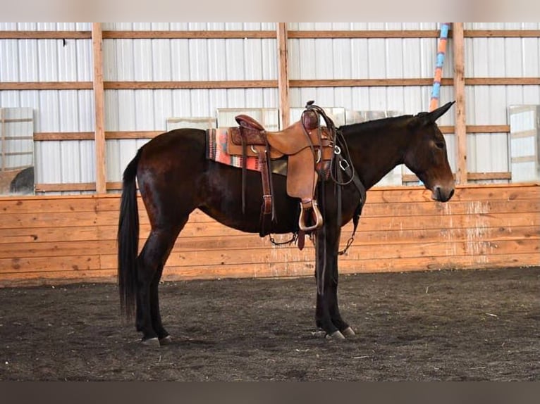 Muildier Merrie 7 Jaar 145 cm Zwart in Rebersburg, PA