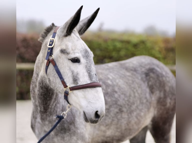 Muildier Merrie 7 Jaar 155 cm Schimmel in Neustadt (Wied)