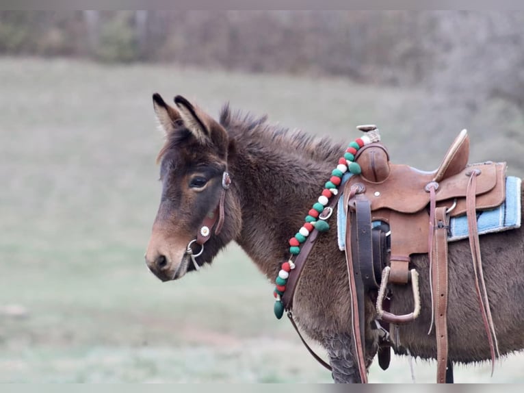 Muildier Merrie 7 Jaar 97 cm Roodbruin in Brooksville KY