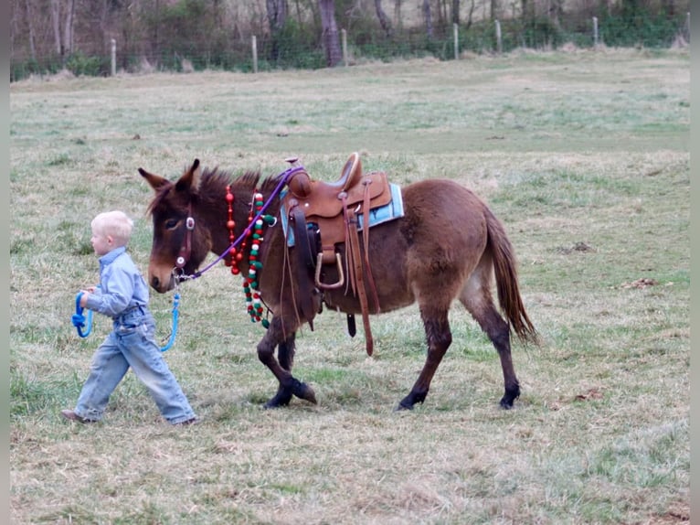 Muildier Merrie 7 Jaar 97 cm Roodbruin in Brooksville KY