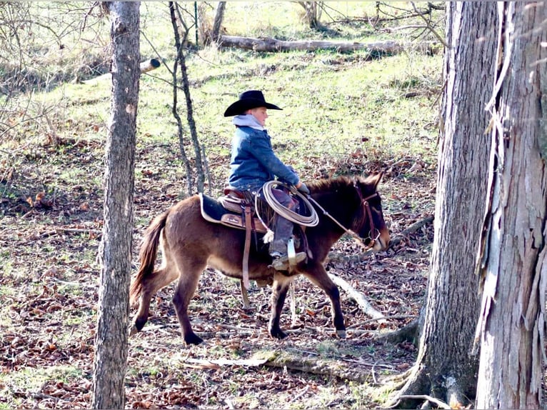 Muildier Merrie 7 Jaar 97 cm Roodbruin in Brooksville KY