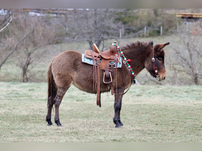 Muildier Merrie 7 Jaar 97 cm Roodbruin in Brooksville KY