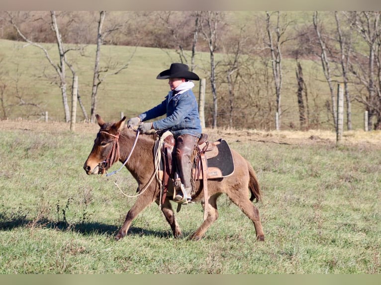 Muildier Merrie 7 Jaar 97 cm Roodbruin in Brooksville KY