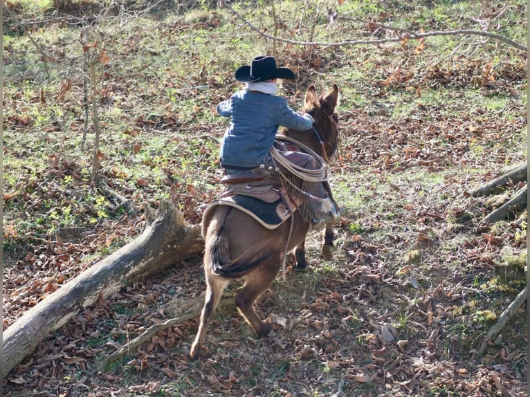 Muildier Merrie 7 Jaar 97 cm Roodbruin in Brooksville KY