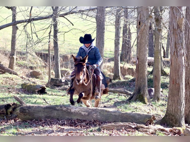 Muildier Merrie 7 Jaar 97 cm Roodbruin in Brooksville KY