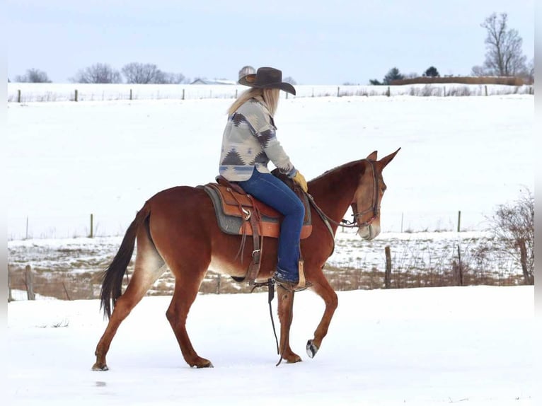 Muildier Merrie 8 Jaar 142 cm Donkere-vos in Brooksville KY