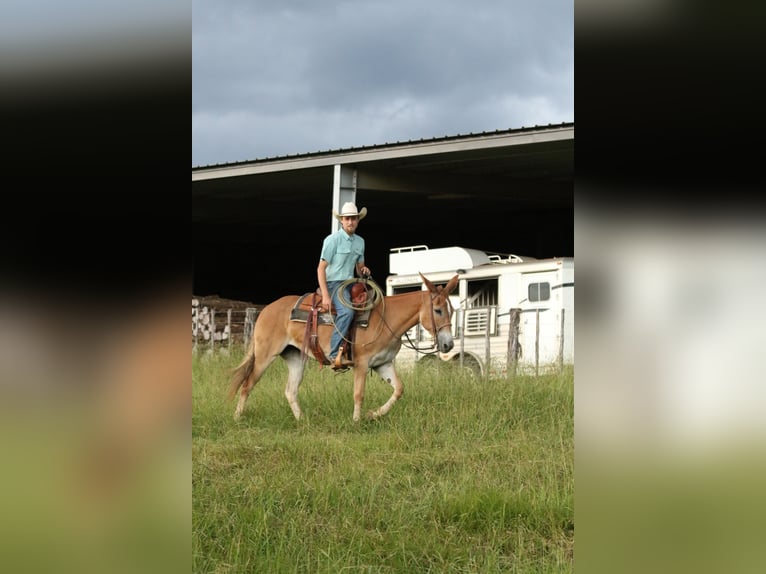 Muildier Merrie 8 Jaar 147 cm Red Dun in Huntsville