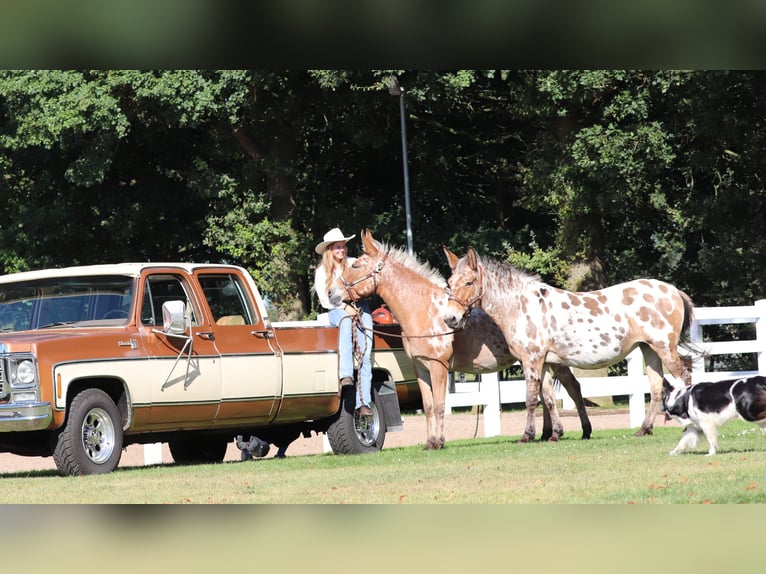 Muildier Merrie 8 Jaar 155 cm Appaloosa in Oberhausen