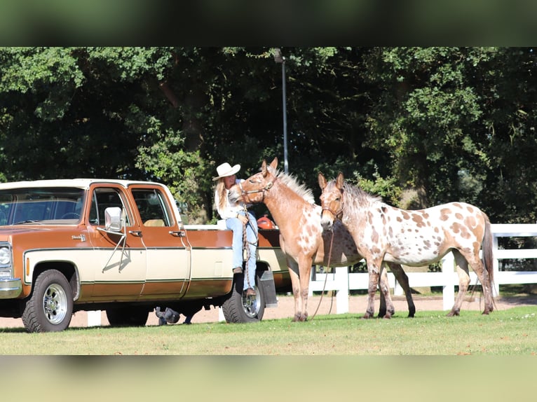 Muildier Merrie 8 Jaar 155 cm Appaloosa in Oberhausen
