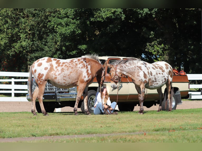 Muildier Merrie 8 Jaar 155 cm Appaloosa in Oberhausen