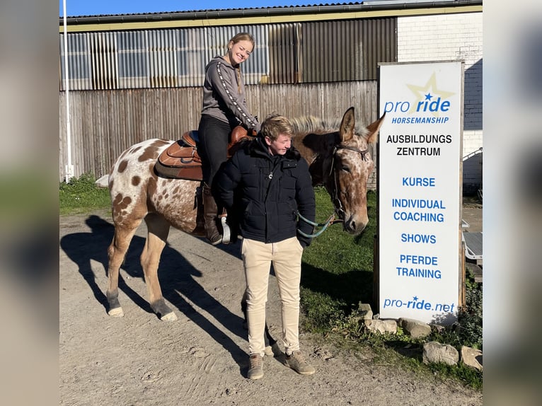 Muildier Merrie 8 Jaar 155 cm Appaloosa in Oberhausen