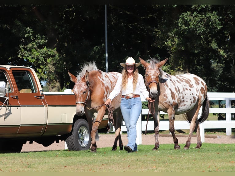 Muildier Merrie 8 Jaar 155 cm Appaloosa in Oberhausen