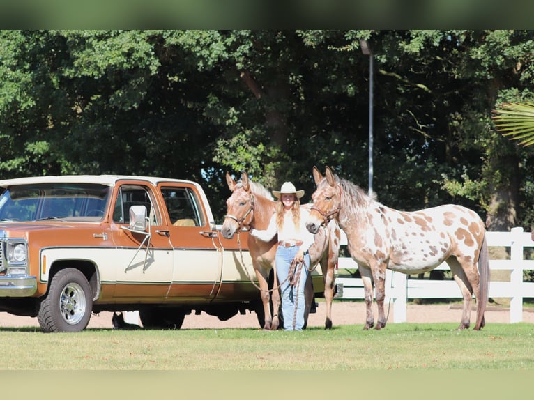 Muildier Merrie 8 Jaar 155 cm Appaloosa in Oberhausen
