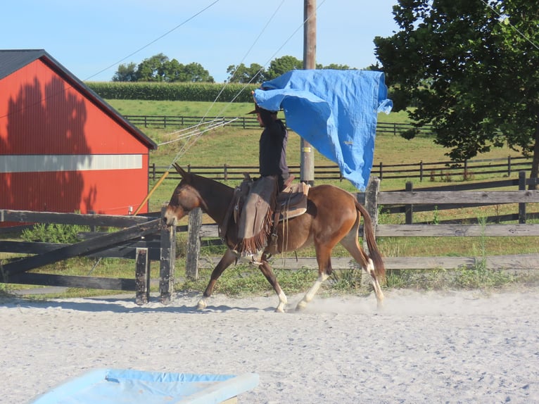 Muildier Merrie 8 Jaar Roodbruin in Honey Brook