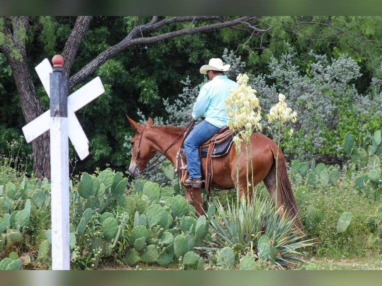 Muildier Merrie 9 Jaar 152 cm Donkere-vos in Stephenville TX