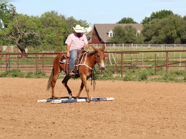 Muildier Merrie 9 Jaar 152 cm Donkere-vos in Stephenville TX