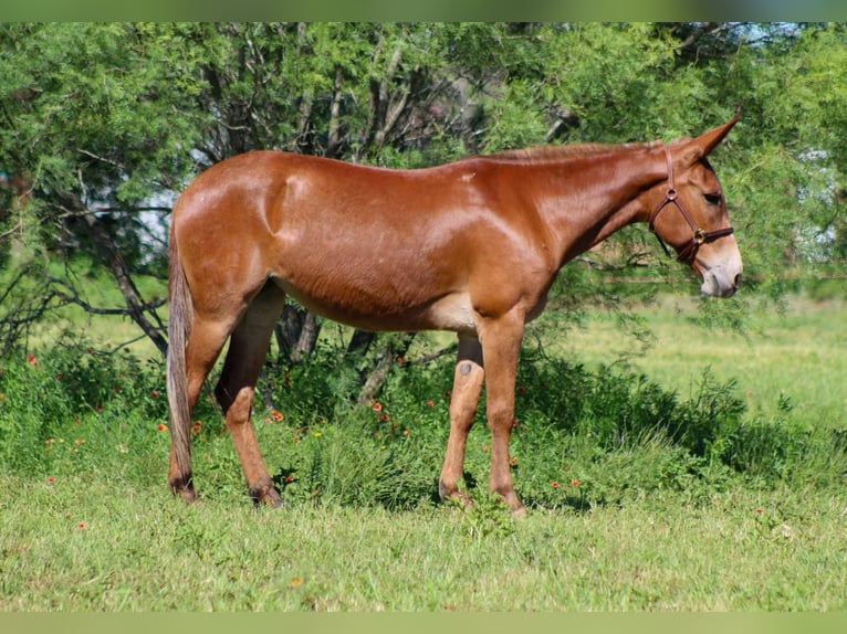 Muildier Merrie 9 Jaar 152 cm Donkere-vos in Stephenville TX