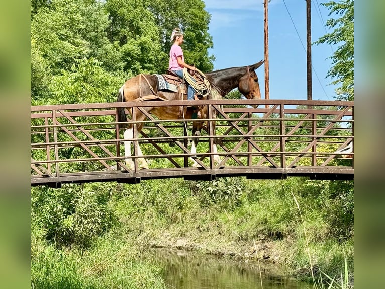 Muildier Merrie 9 Jaar 163 cm Roodbruin in Cannon Falls