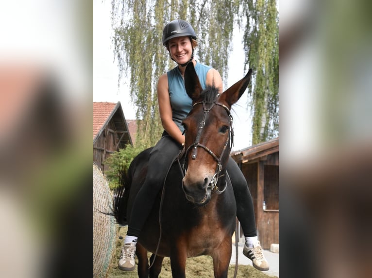 Muildier Ruin 11 Jaar 142 cm Bruin in Arnstorf