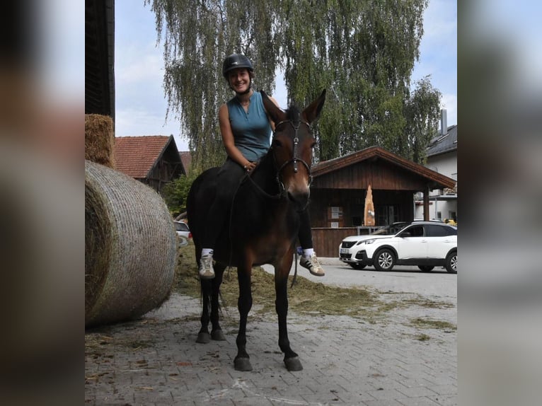 Muildier Ruin 11 Jaar 142 cm Bruin in Arnstorf