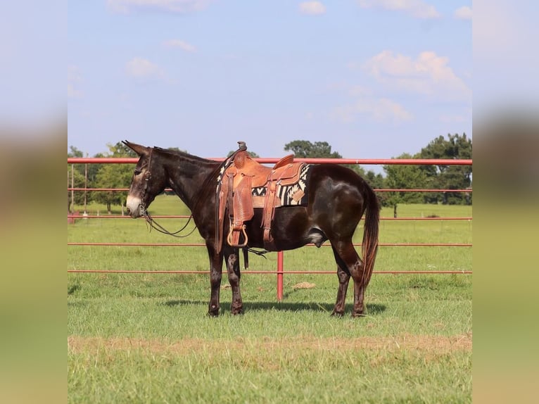 Muildier Ruin 11 Jaar 145 cm Zwart in Grand Saline, TX