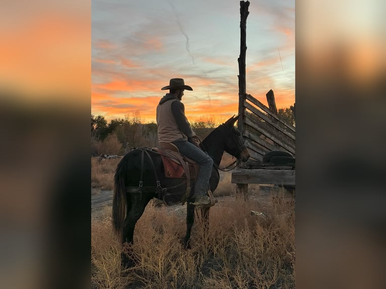 Muildier Ruin 11 Jaar 150 cm Zwart in Brookville KY