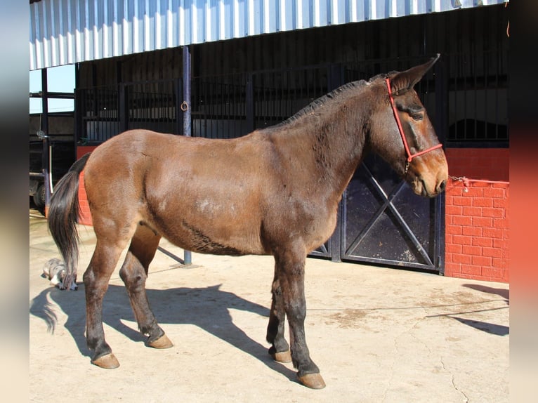 Muildier Ruin 11 Jaar 157 cm Bruin in Vejer de la Frontera