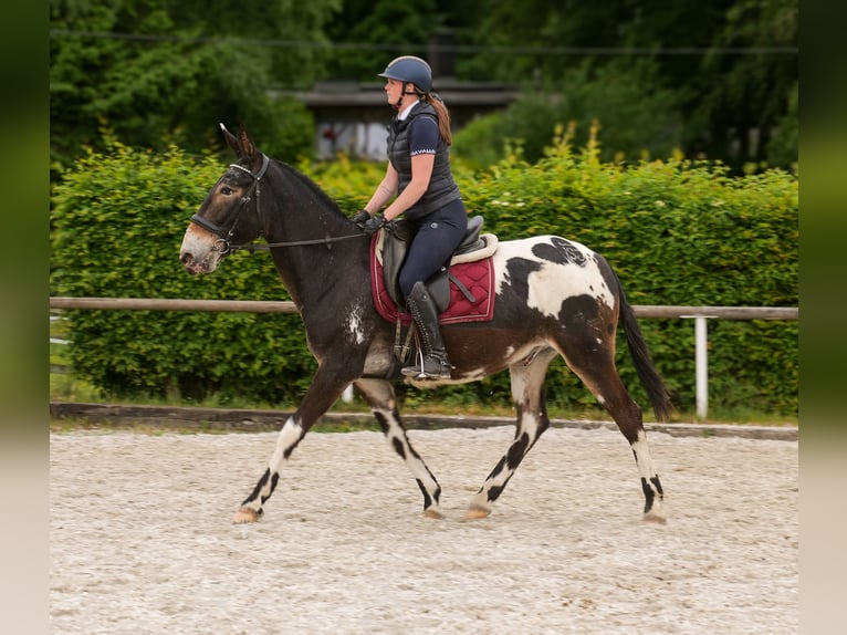 Muildier Ruin 11 Jaar 160 cm Appaloosa in Neustadt (Wied)