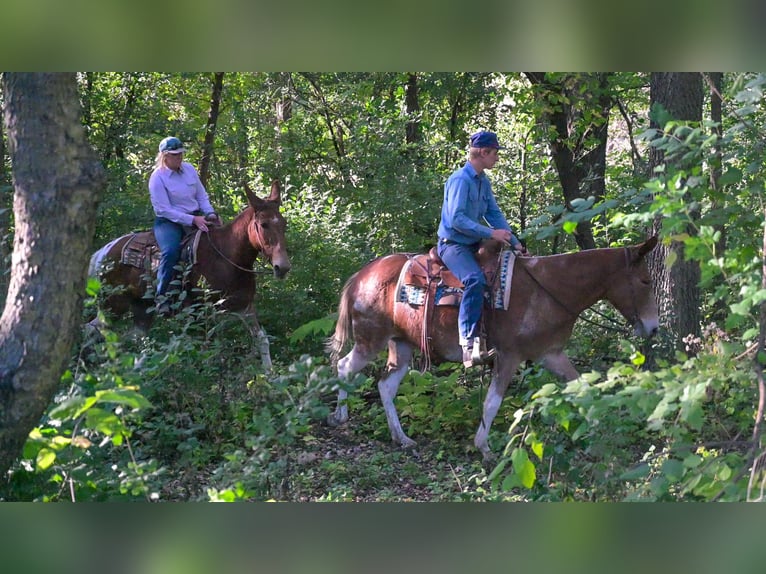 Muildier Ruin 11 Jaar 160 cm Gevlekt-paard in Hastings