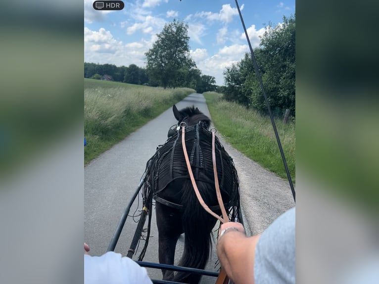 Muildier Ruin 11 Jaar 160 cm Zwart in Bassum