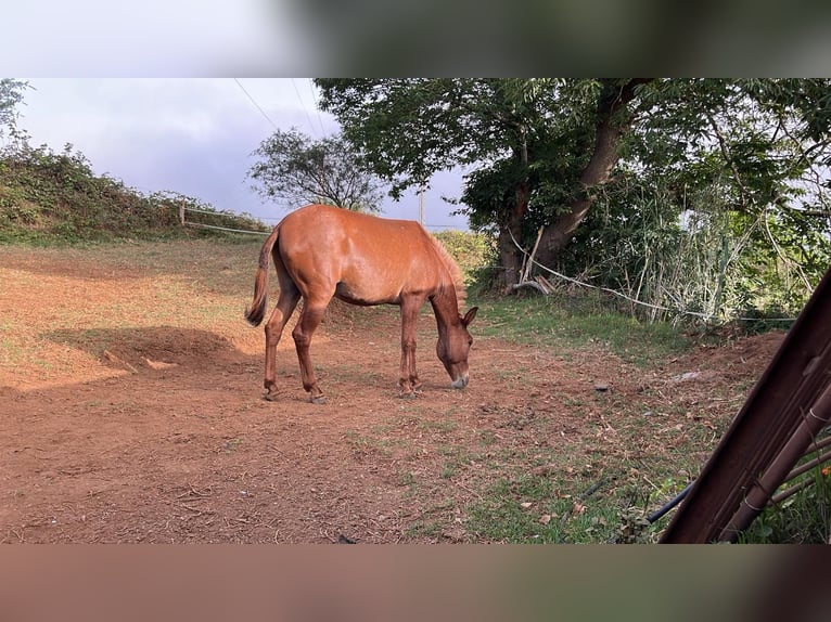 Muildier Ruin 11 Jaar 165 cm Vos in EL Sauzal