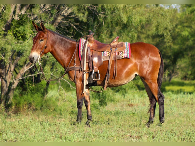 Muildier Ruin 12 Jaar 147 cm Roodbruin in Stephenville TX