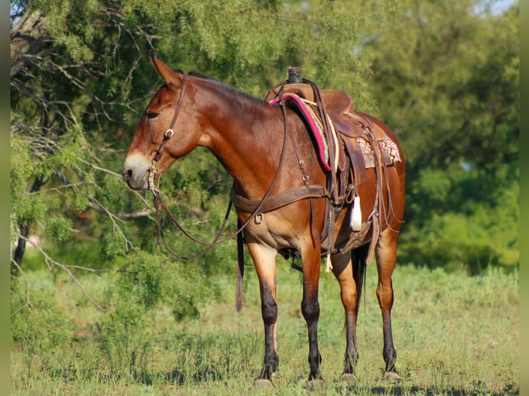 Muildier Ruin 12 Jaar 147 cm Roodbruin in Stephenville TX