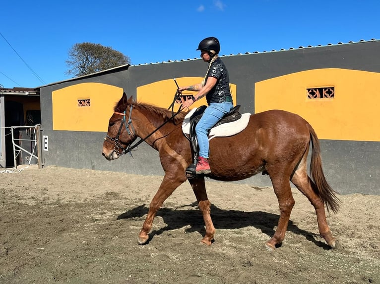 Muildier Ruin 12 Jaar 165 cm Vos in EL Sauzal