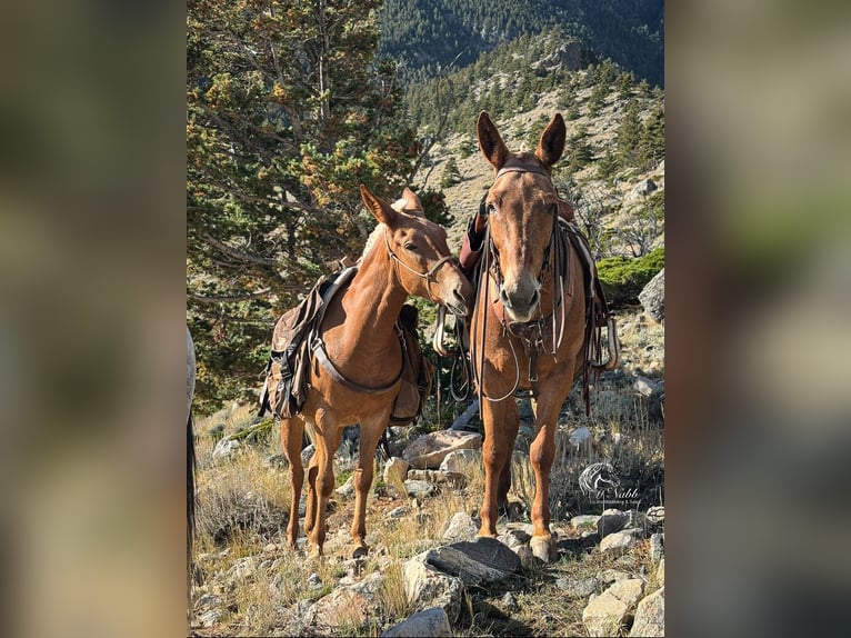 Muildier Ruin 12 Jaar Palomino in Cody