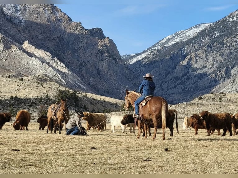 Muildier Ruin 12 Jaar Palomino in Cody