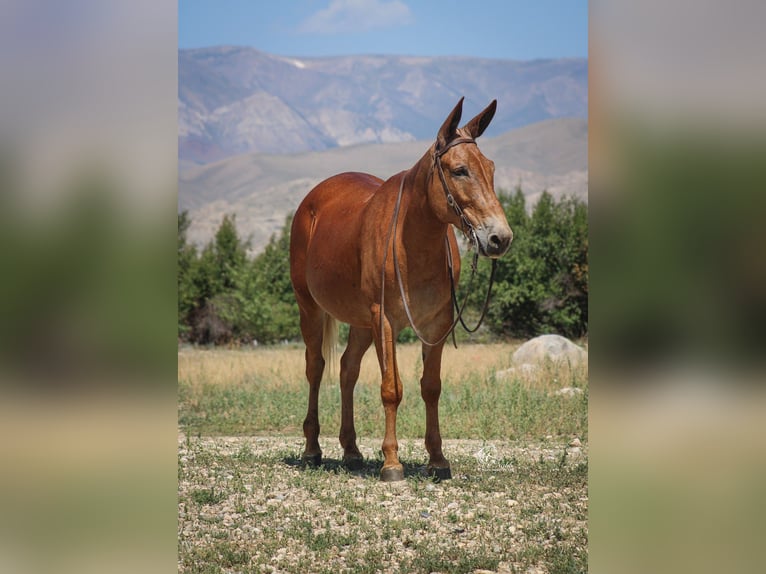 Muildier Ruin 12 Jaar Palomino in Cody