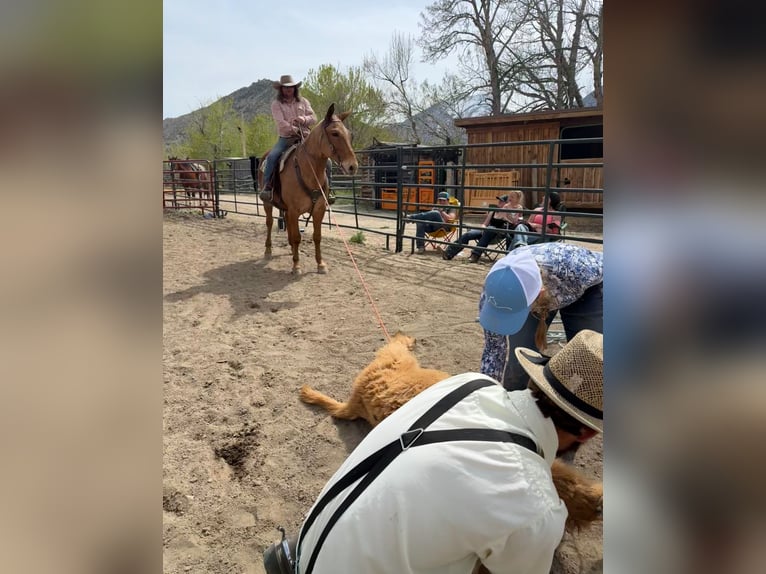Muildier Ruin 12 Jaar Palomino in Cody