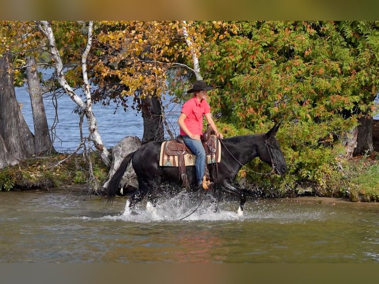 Muildier Ruin 12 Jaar Zwart in Nevis
