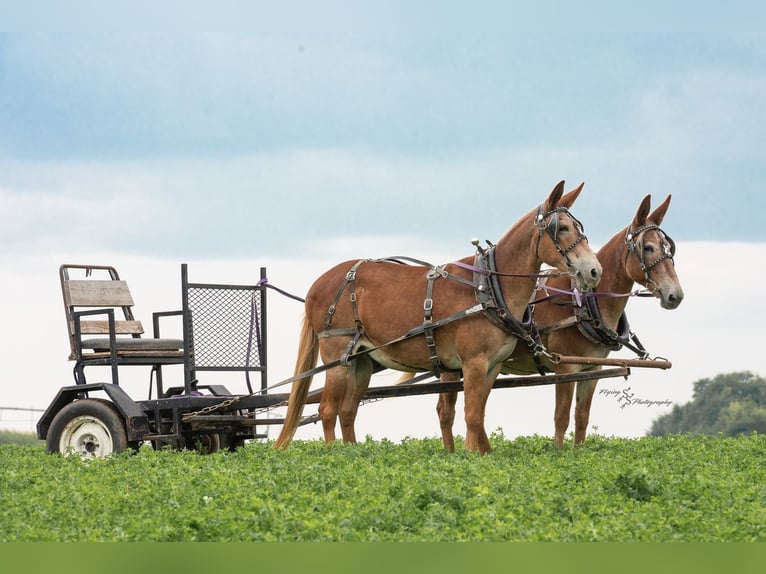 Muildier Ruin 13 Jaar 150 cm in Hastings