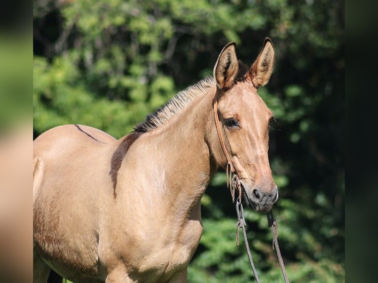 Muildier Ruin 13 Jaar 155 cm Buckskin in Level Green Ky