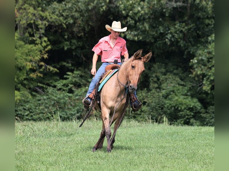 Muildier Ruin 13 Jaar 155 cm Buckskin in Level Green Ky