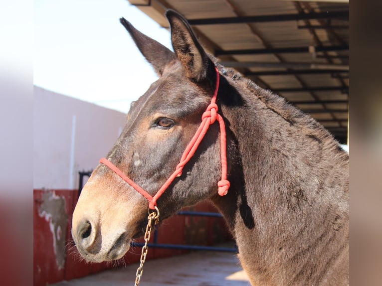 Muildier Ruin 15 Jaar 152 cm Bruin in Vejer de la Frontera